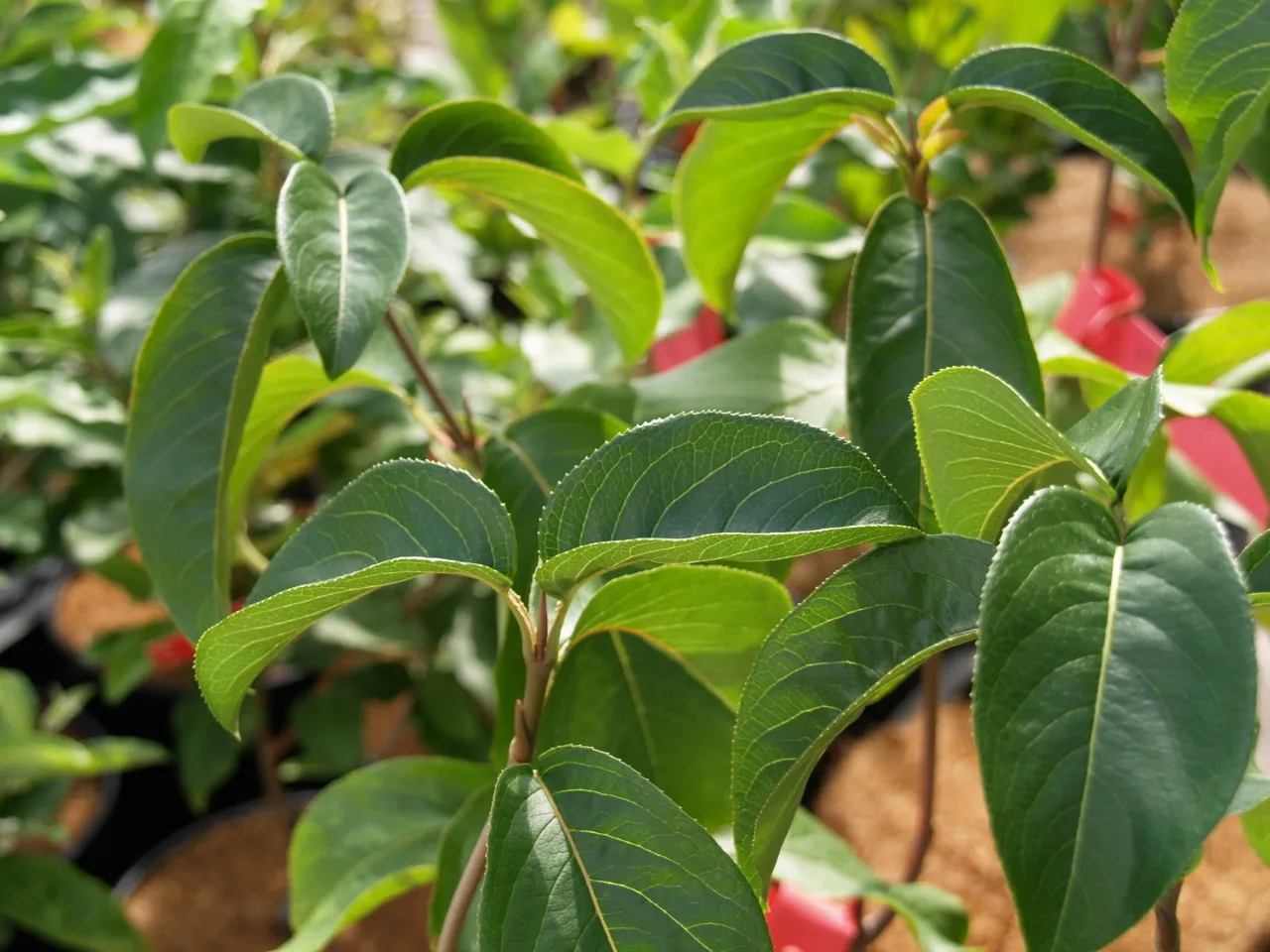 Viburnum lentago : C2 : 30-60