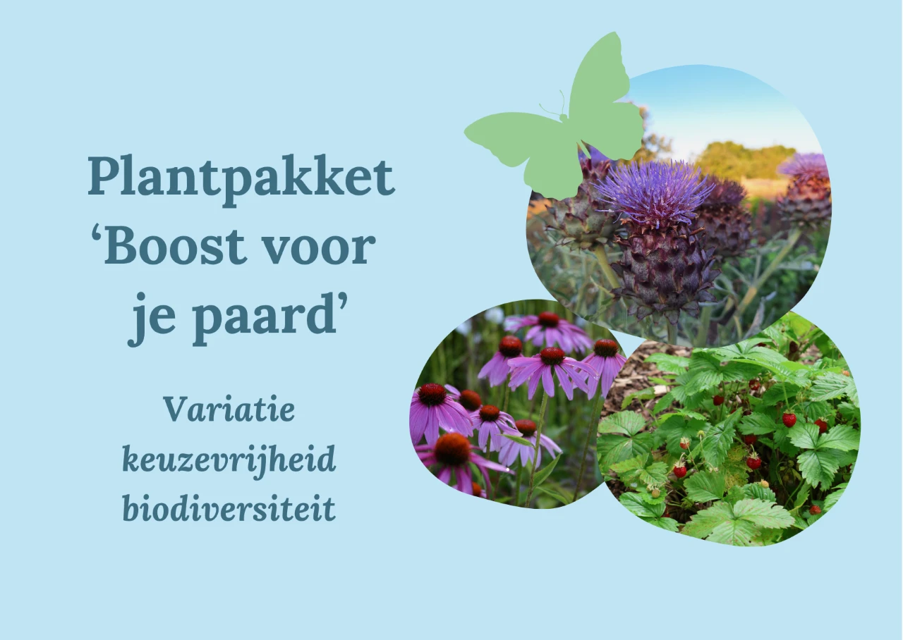 Plantpakket Gezondheidsboost