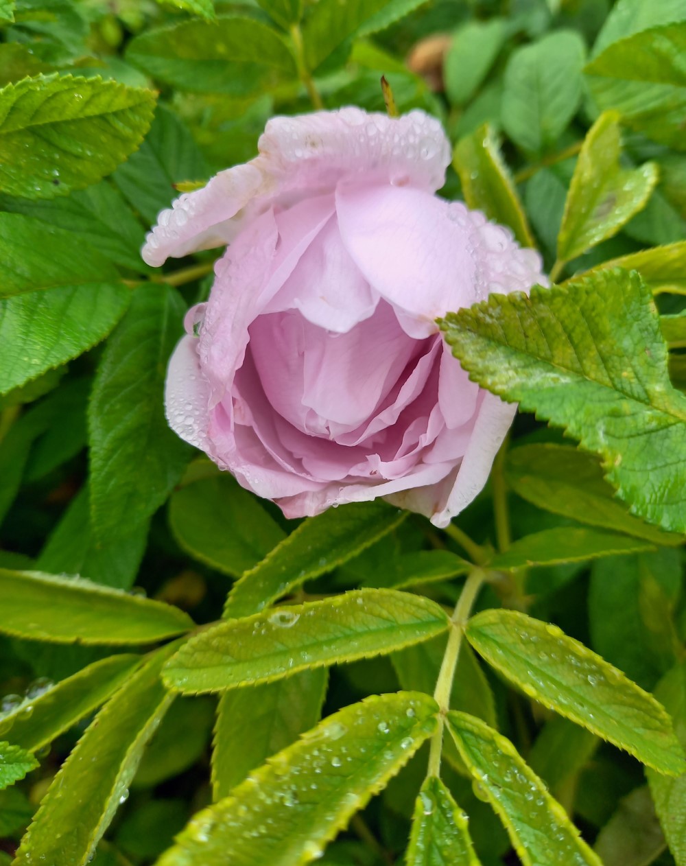 Rosa (R) Snow Pavement