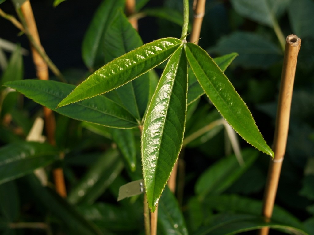 Rubus henryi var. bambusarum : C2 : 60-100