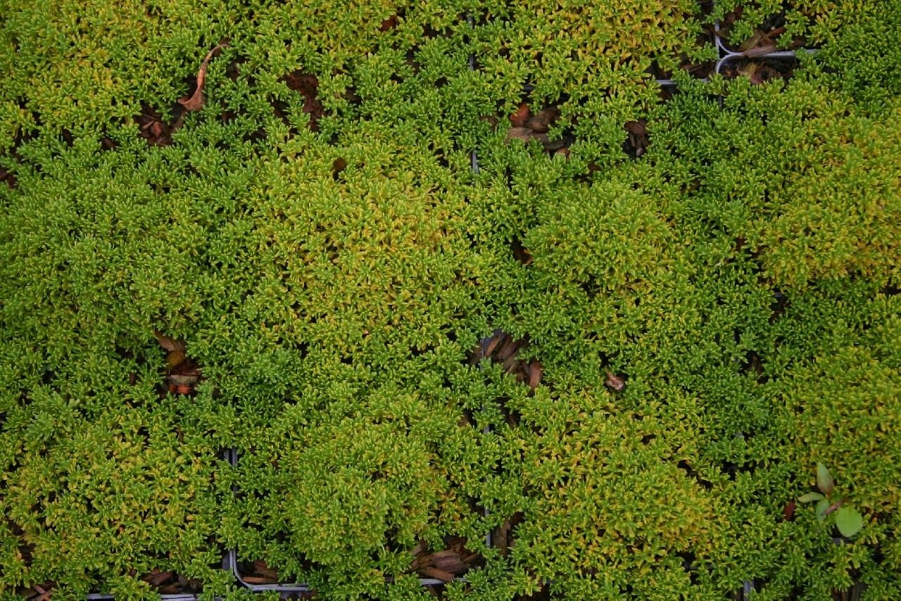 thymus-capitatus