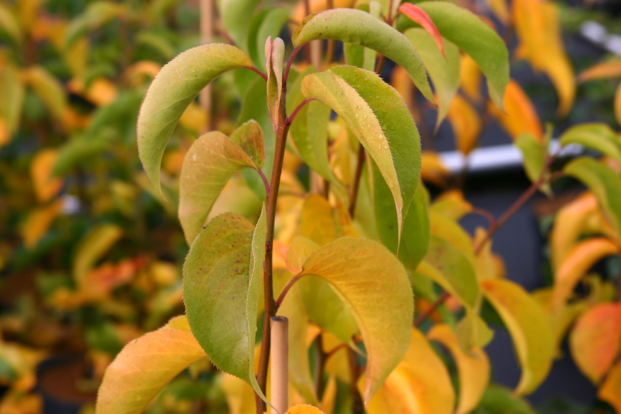 Pyrus pyrifolia 'Shinko' : W : 60-100 : onderstam Pyrus calleryana