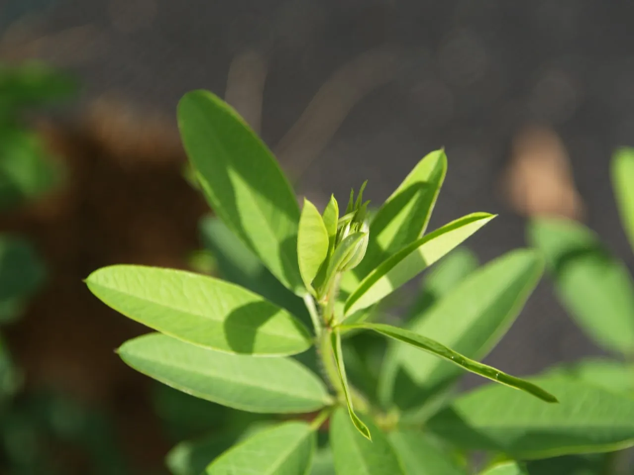 Lespedeza capitata : P9