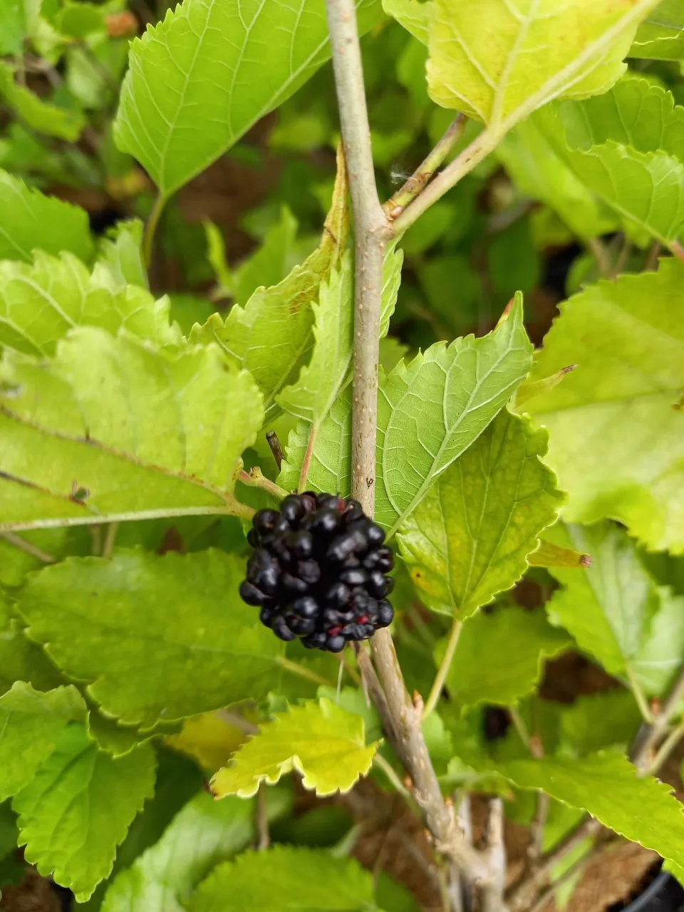 Morus rotundiloba 'Bonbonberry'