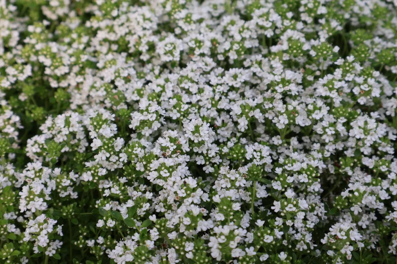 Thymus praecox 'Albiflorus' : P9