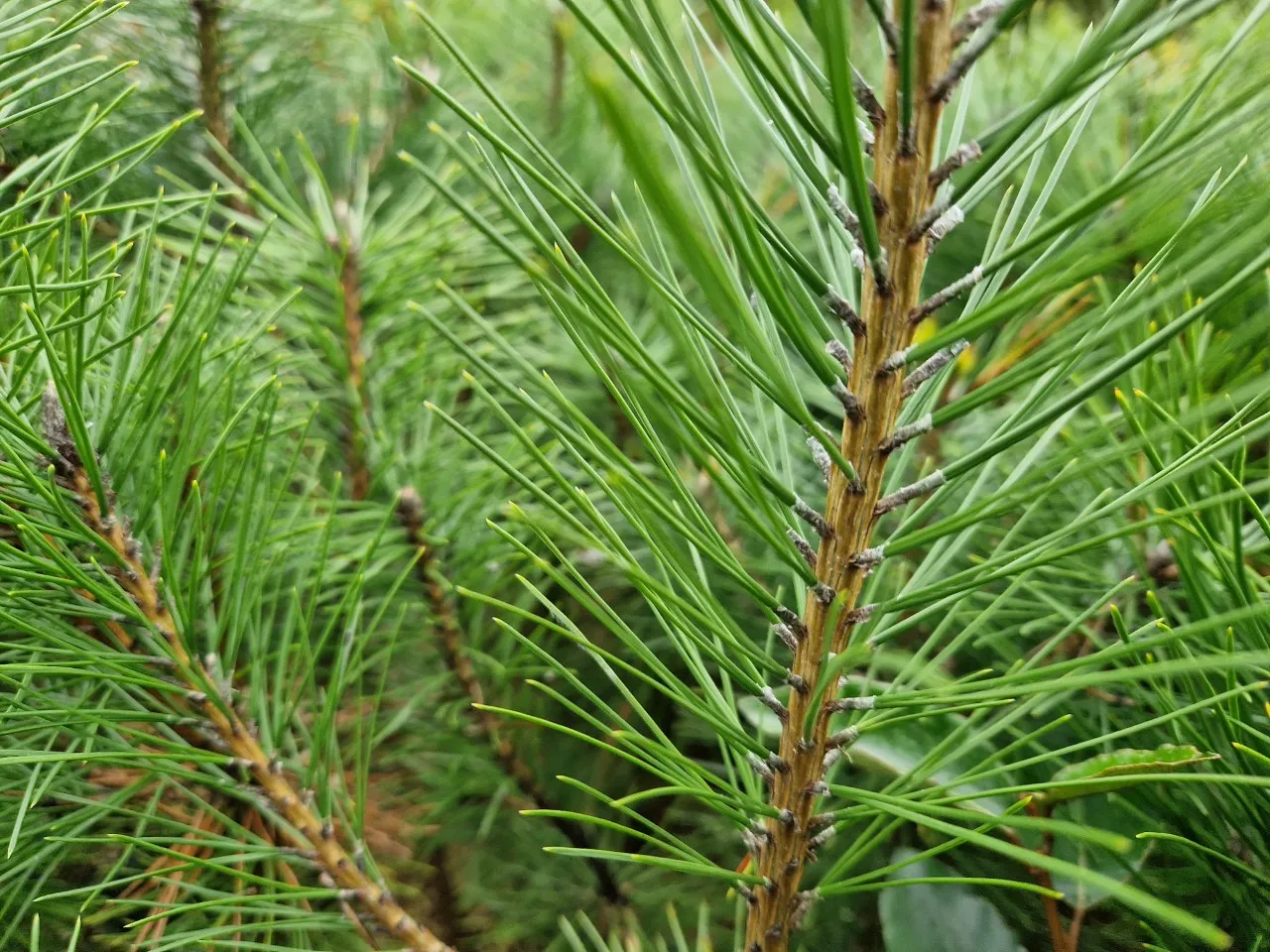 Pinus nigra ssp nigra : C2 : 30-60