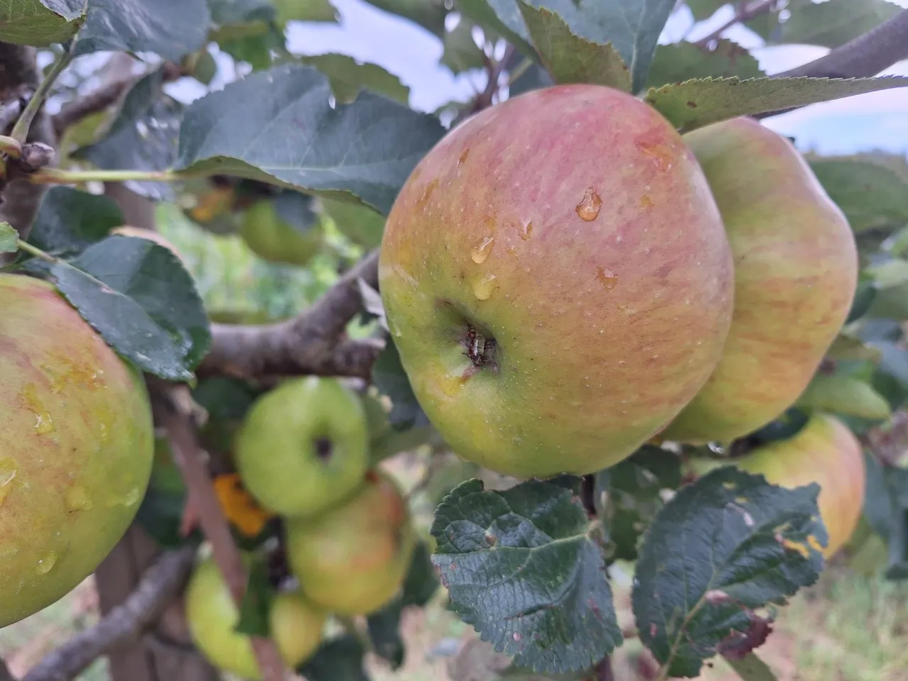 Malus domestica 'Bramley's Seedling'