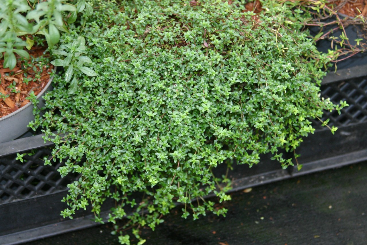 thymus-praecox-purple-beauty