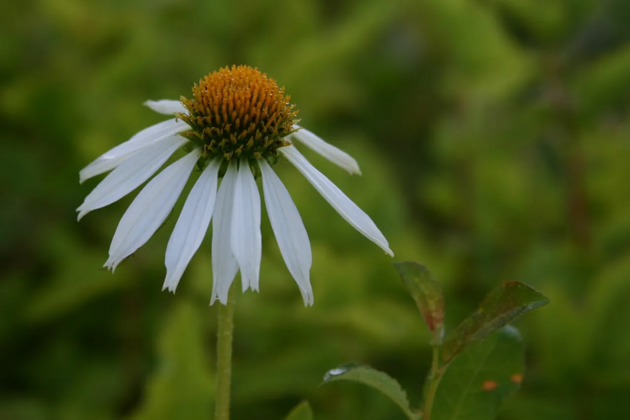 Echinacea purpurea 'Alba'
