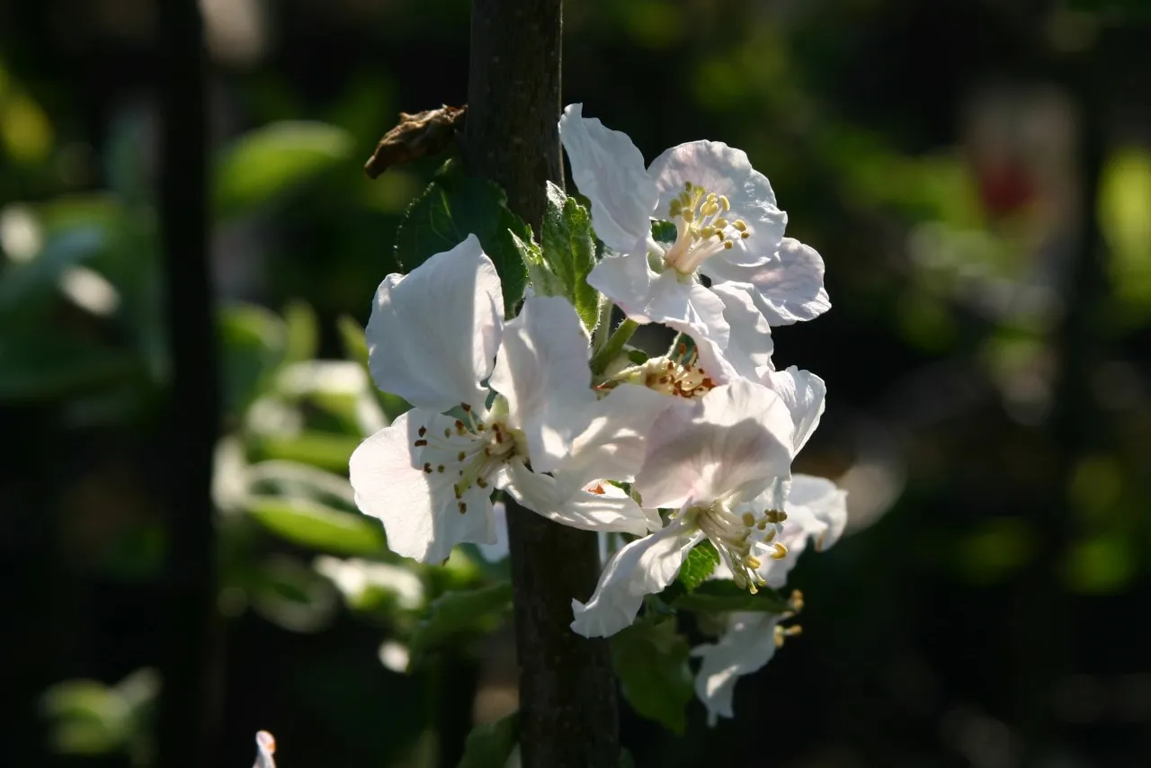 Malus domestica 'Schone van Boskoop' :  C3 : 60-100 : onderstam Malus domestica 'MM 111'