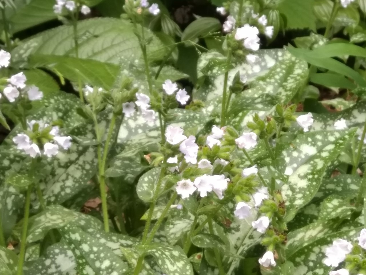 pulmonaria-officinalis-sissinghurst-white