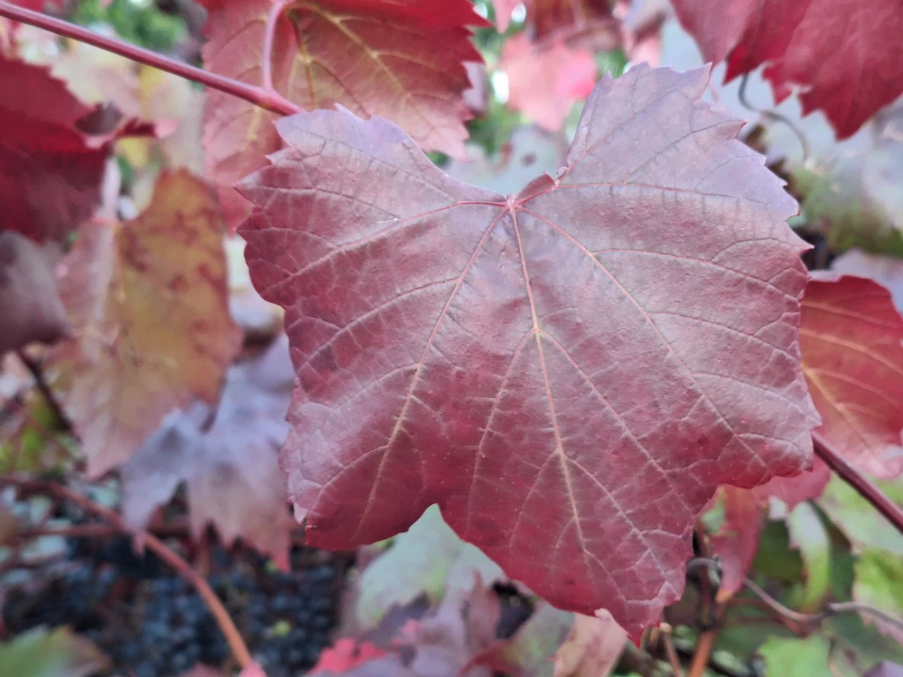 Vitis vinifera 'Spetchley Red'